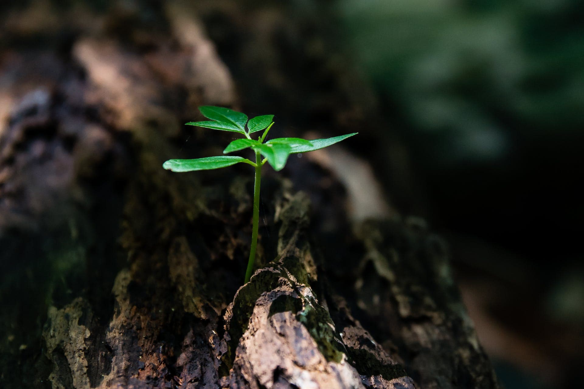 Small plant growing
